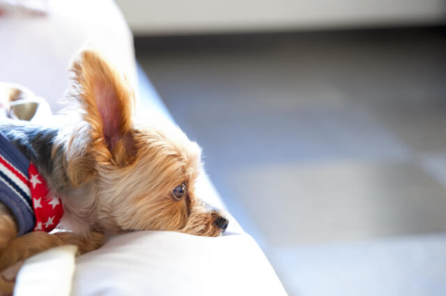 犬のマイボーム腺腫を放置するのは危険！目への影響や対処法を解説！のサムネイル画像